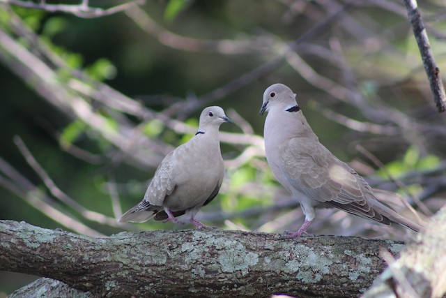 The Eurasian Collared-Dove likely arrived in Florida from the Bahamas in the late 1970s. - Eurasian Collared-Dove - 