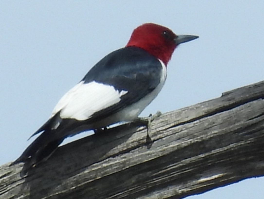 Red-headed Woodpecker - ML436750301