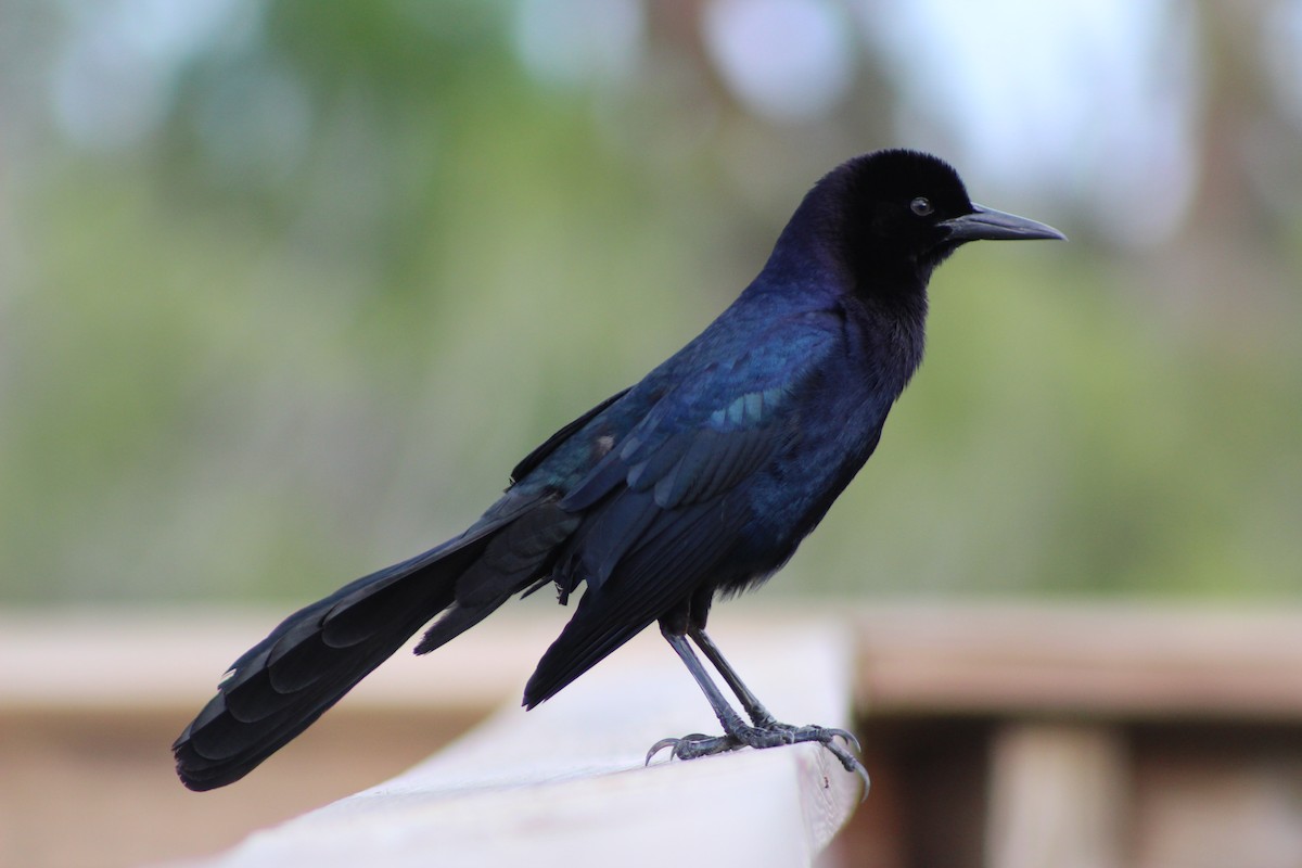 Boat-tailed Grackle (westoni) - Marie Chappell