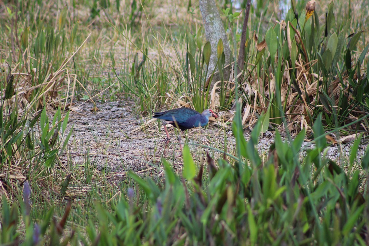 Gray-headed Swamphen - Marie Chappell