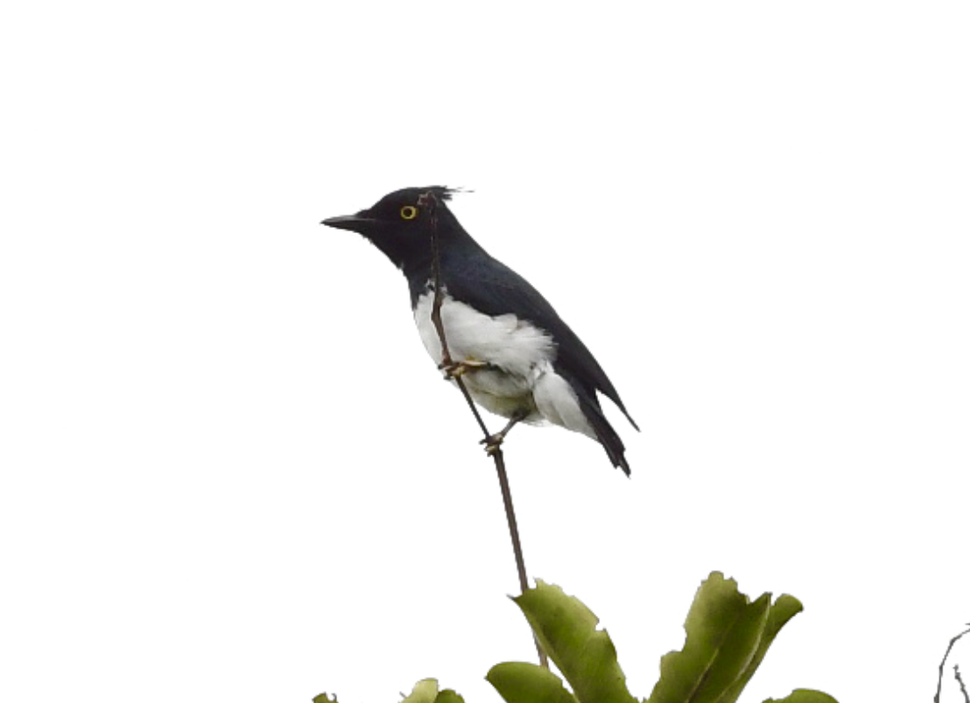 Black-and-white Shrike-flycatcher - Joseph Tobias