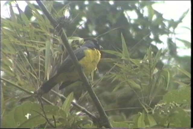Hooded Mountain Tanager - ML436756