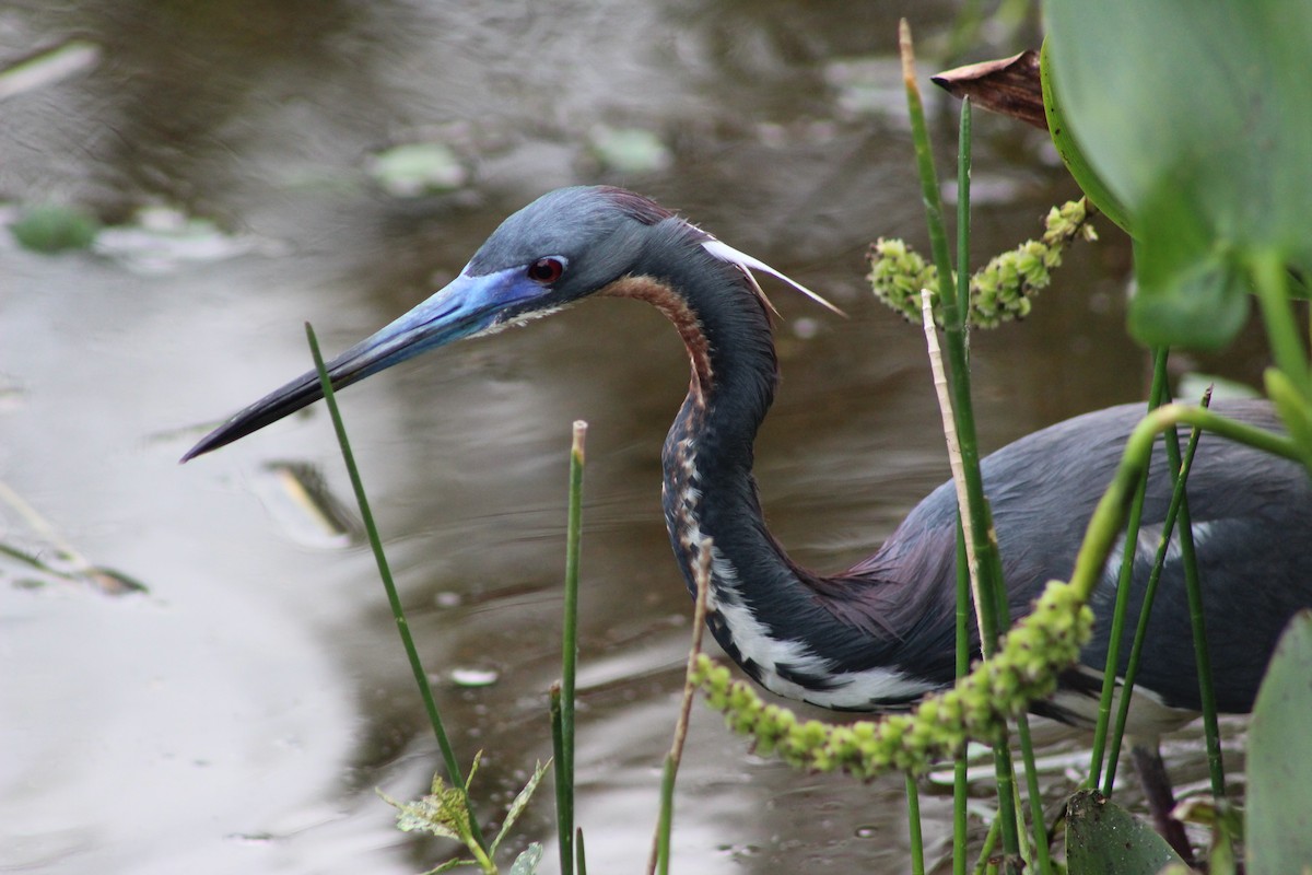 Tricolored Heron - Marie Chappell