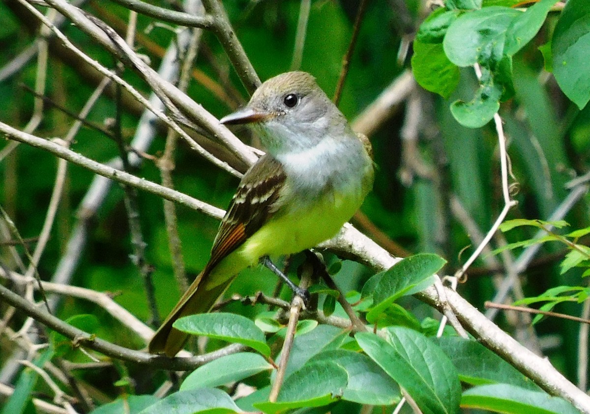Great Crested Flycatcher - ML436757611