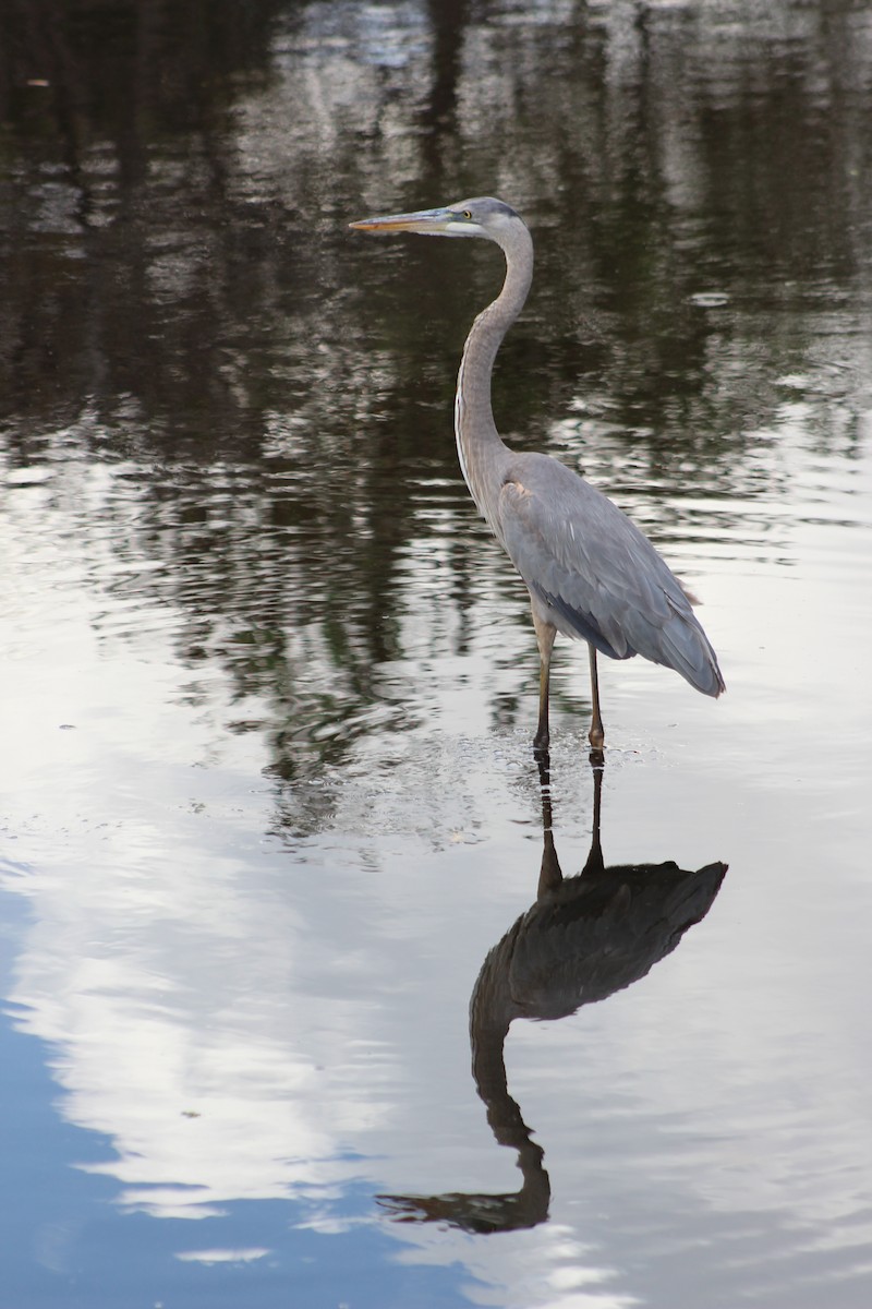 Great Blue Heron (Great Blue) - Marie Chappell