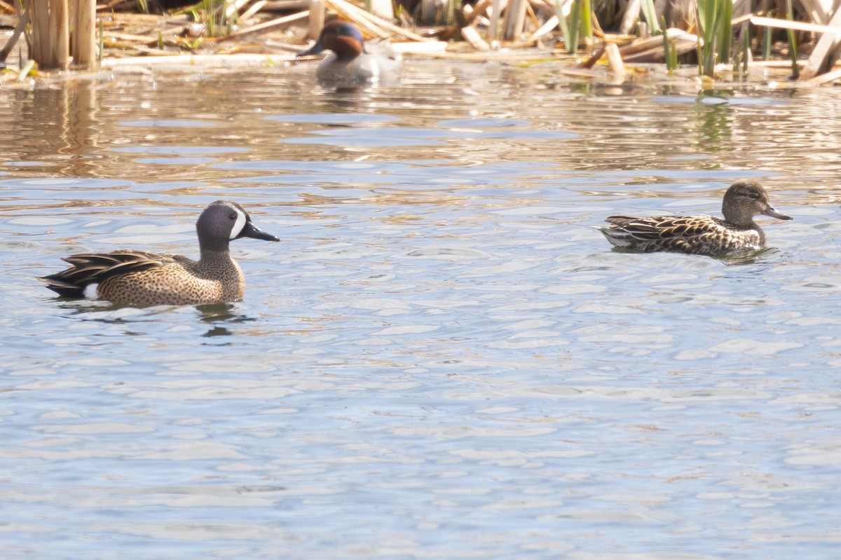 Blue-winged Teal - ML436763751