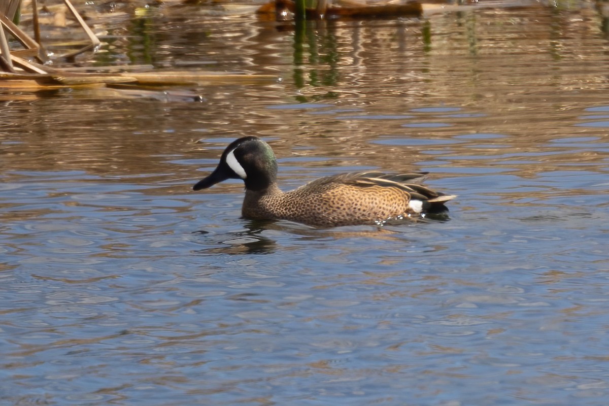 Blue-winged Teal - ML436763901