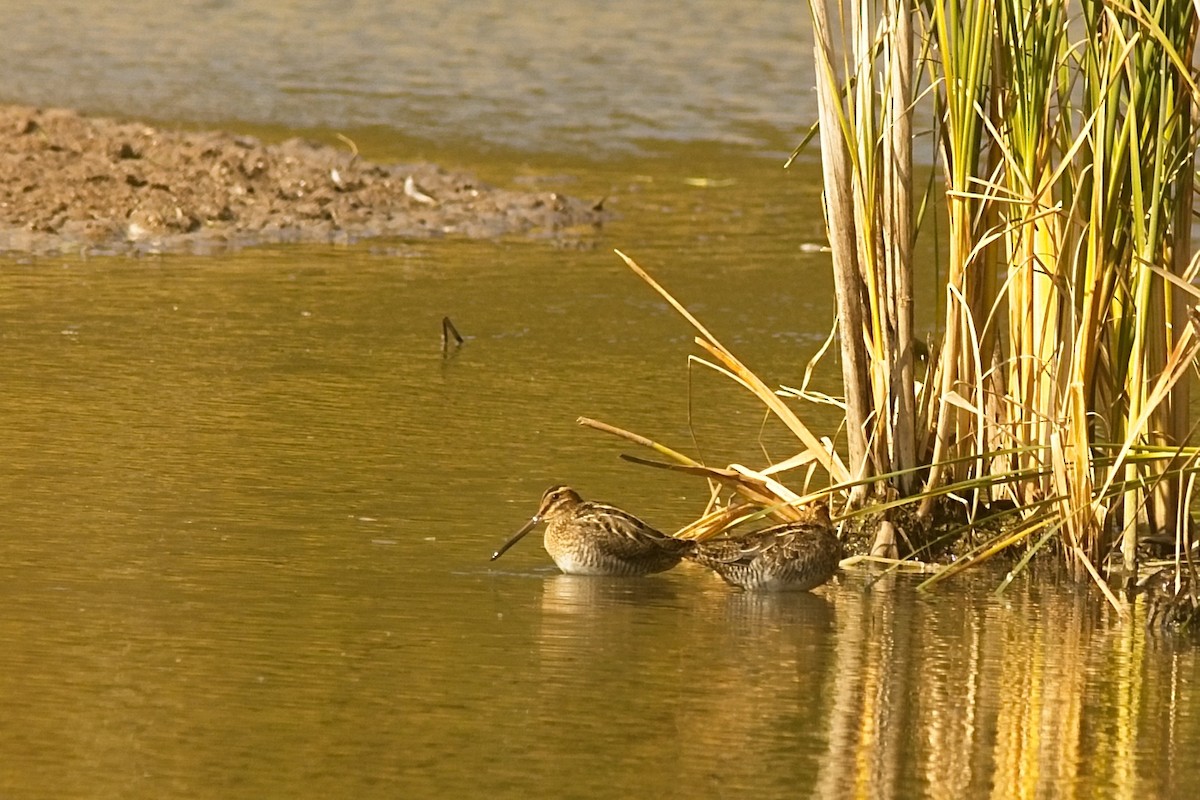 Wilson's Snipe - Terry Boswell