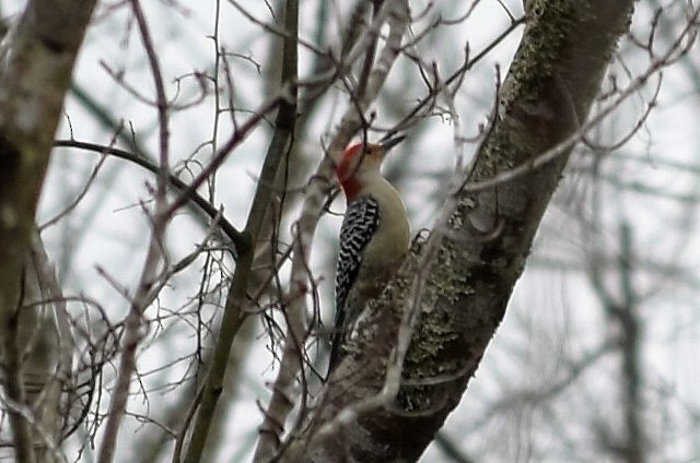 Red-bellied Woodpecker - Matthew Echaniz