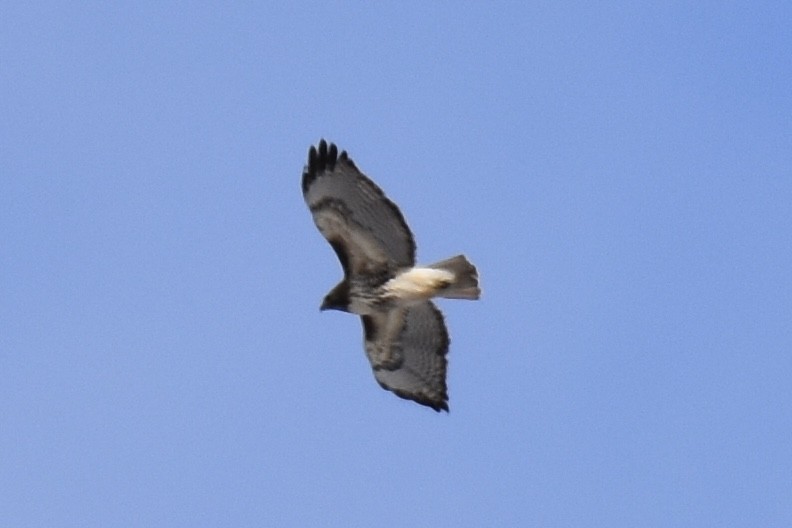 Red-tailed Hawk - ML436776481