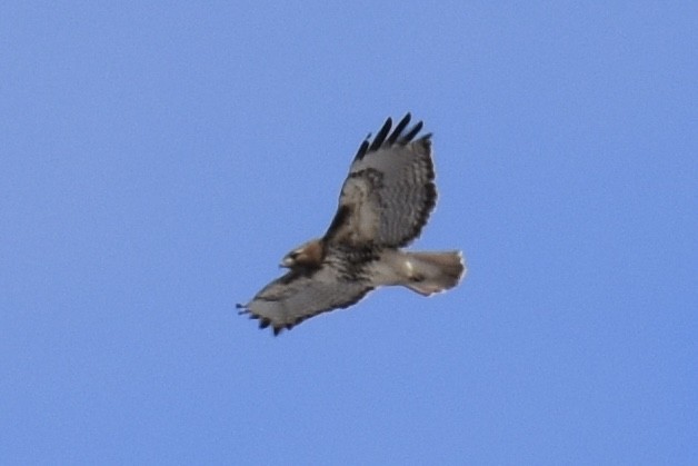Red-tailed Hawk - ML436777901
