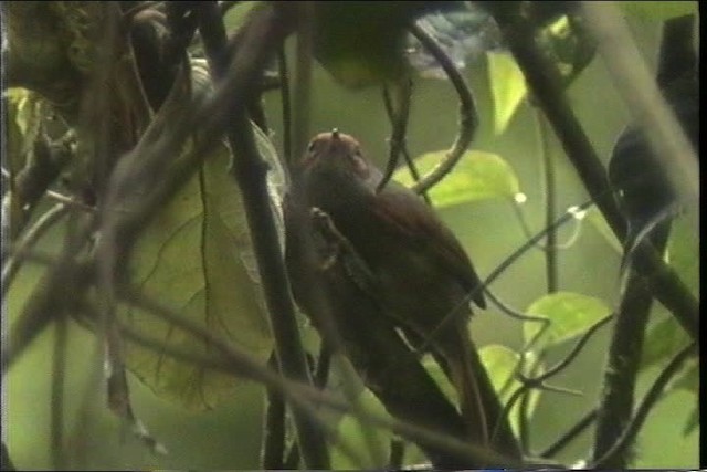 Red-faced Spinetail - ML436779