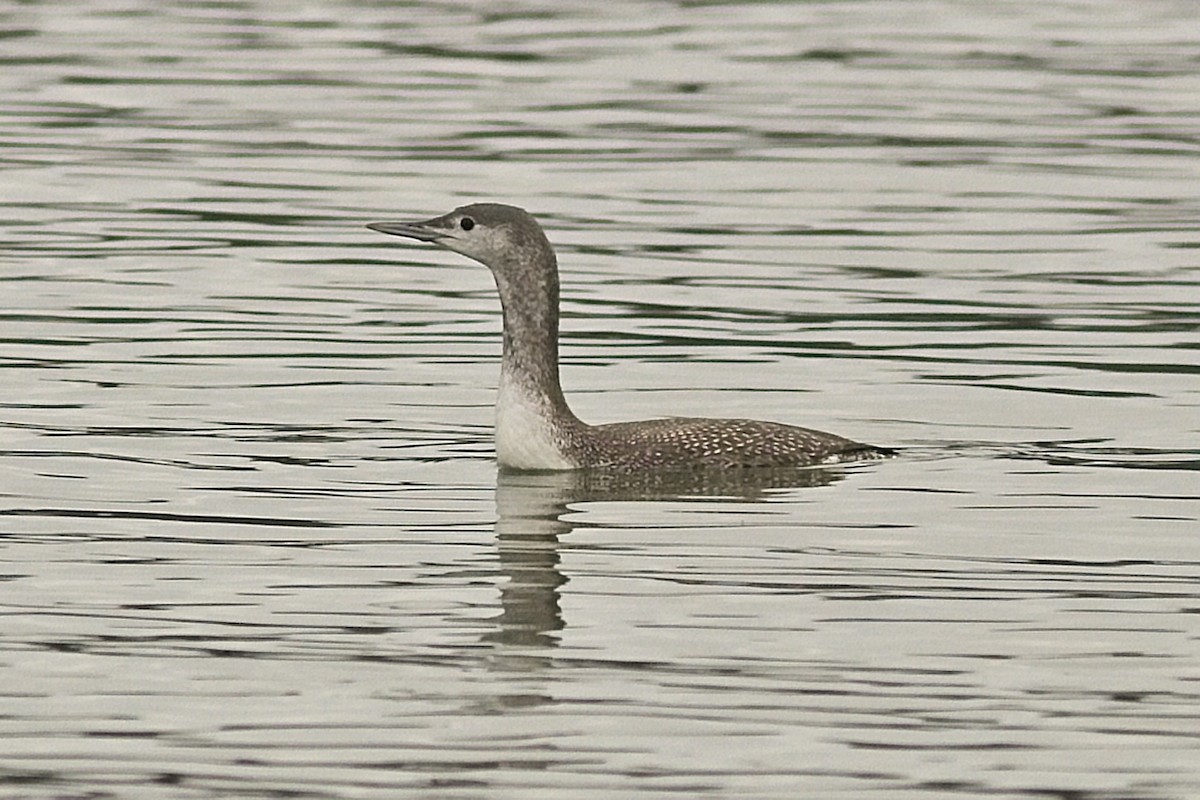 Red-throated Loon - ML436782721