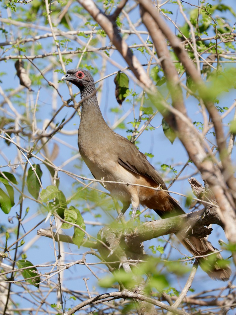 West Mexican Chachalaca - ML43678341