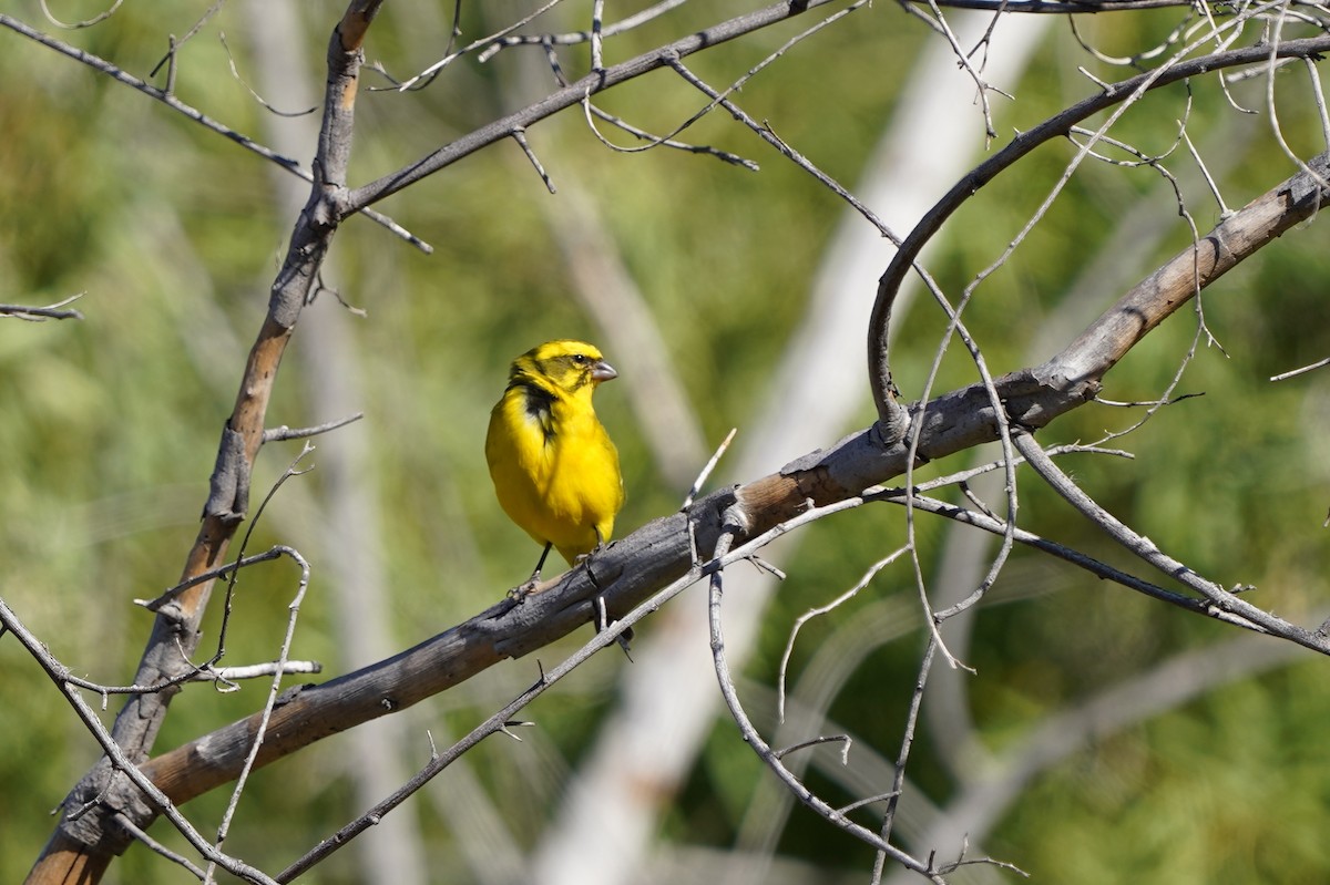 Yellow Canary - Richard Maarschall