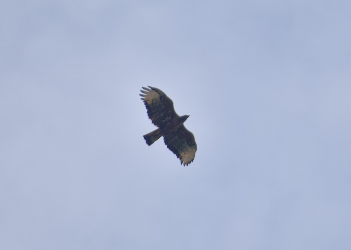 Black-and-chestnut Eagle - Sandro Perez Veltman