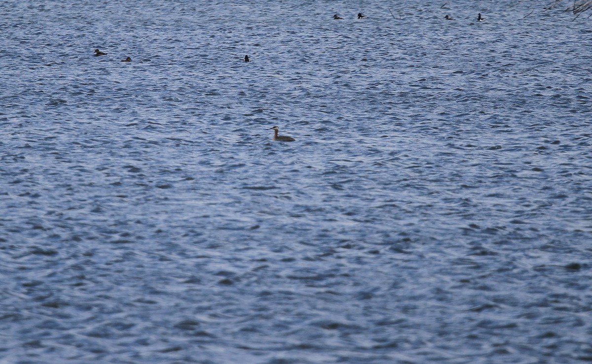 Red-necked Grebe - ML436791621