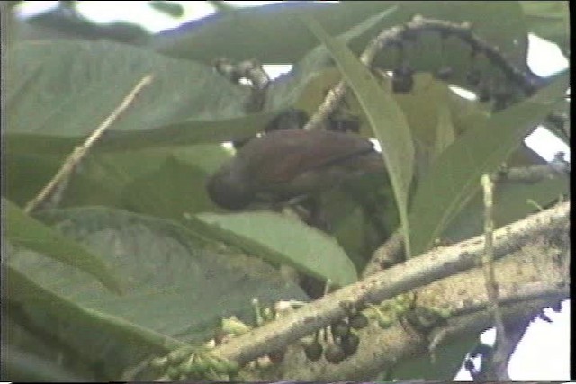 Red-faced Spinetail - ML436793