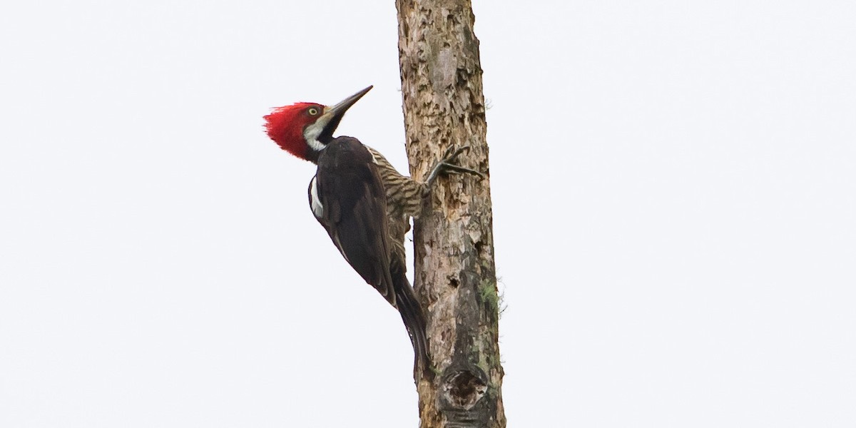 Guayaquil Woodpecker - ML436795171