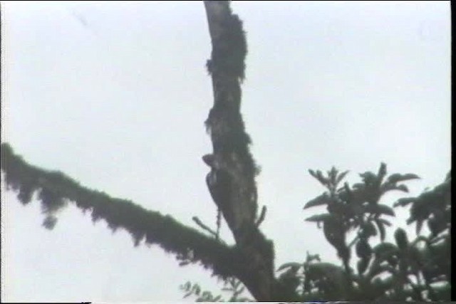 Guayaquil Woodpecker - ML436797