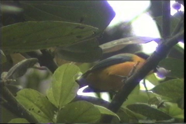 Black-chinned Mountain Tanager - ML436800