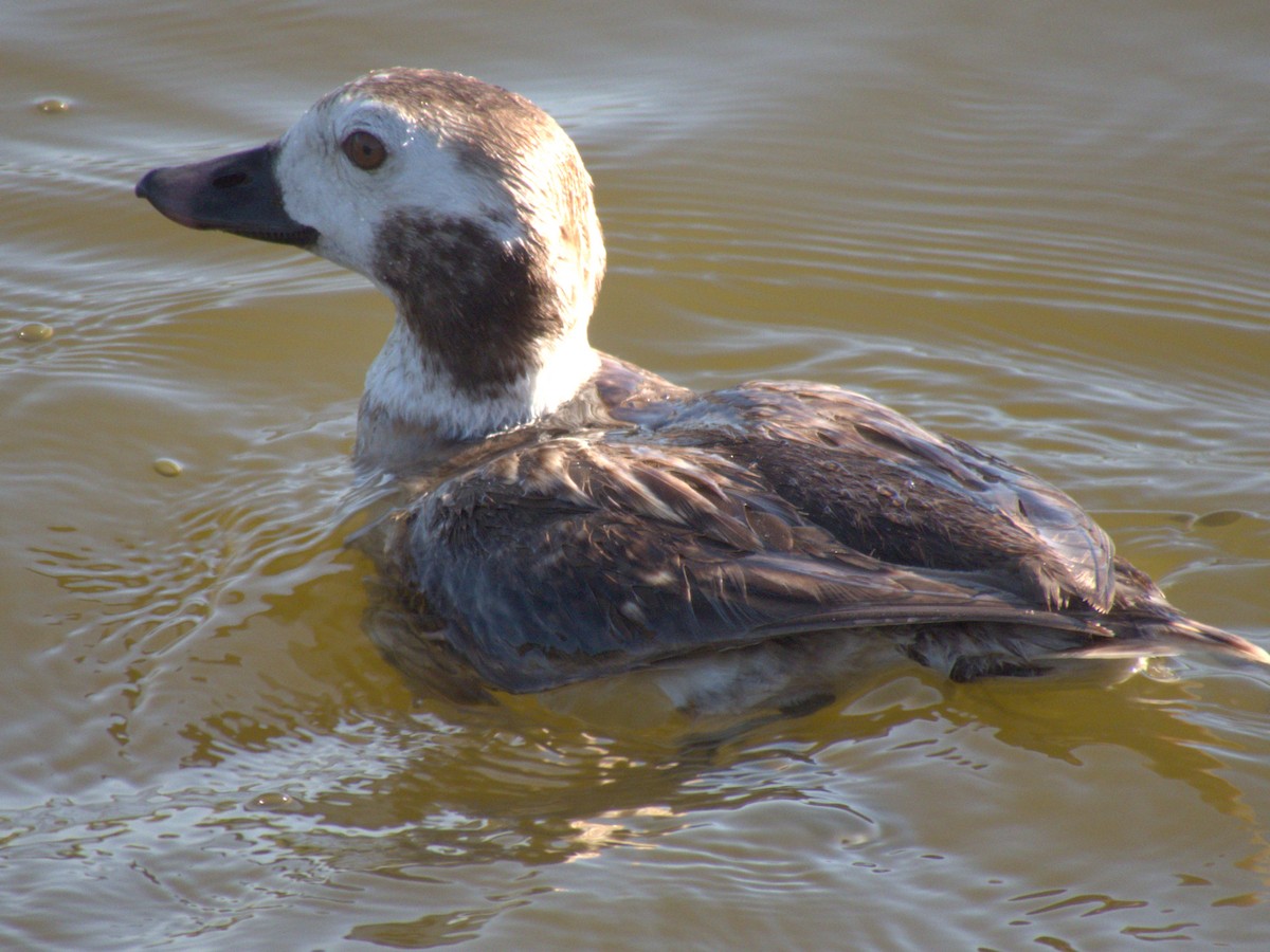 Long-tailed Duck - ML436802091