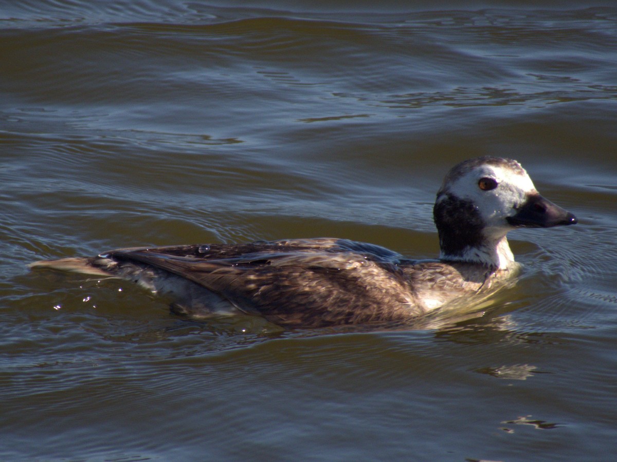 Long-tailed Duck - ML436803101