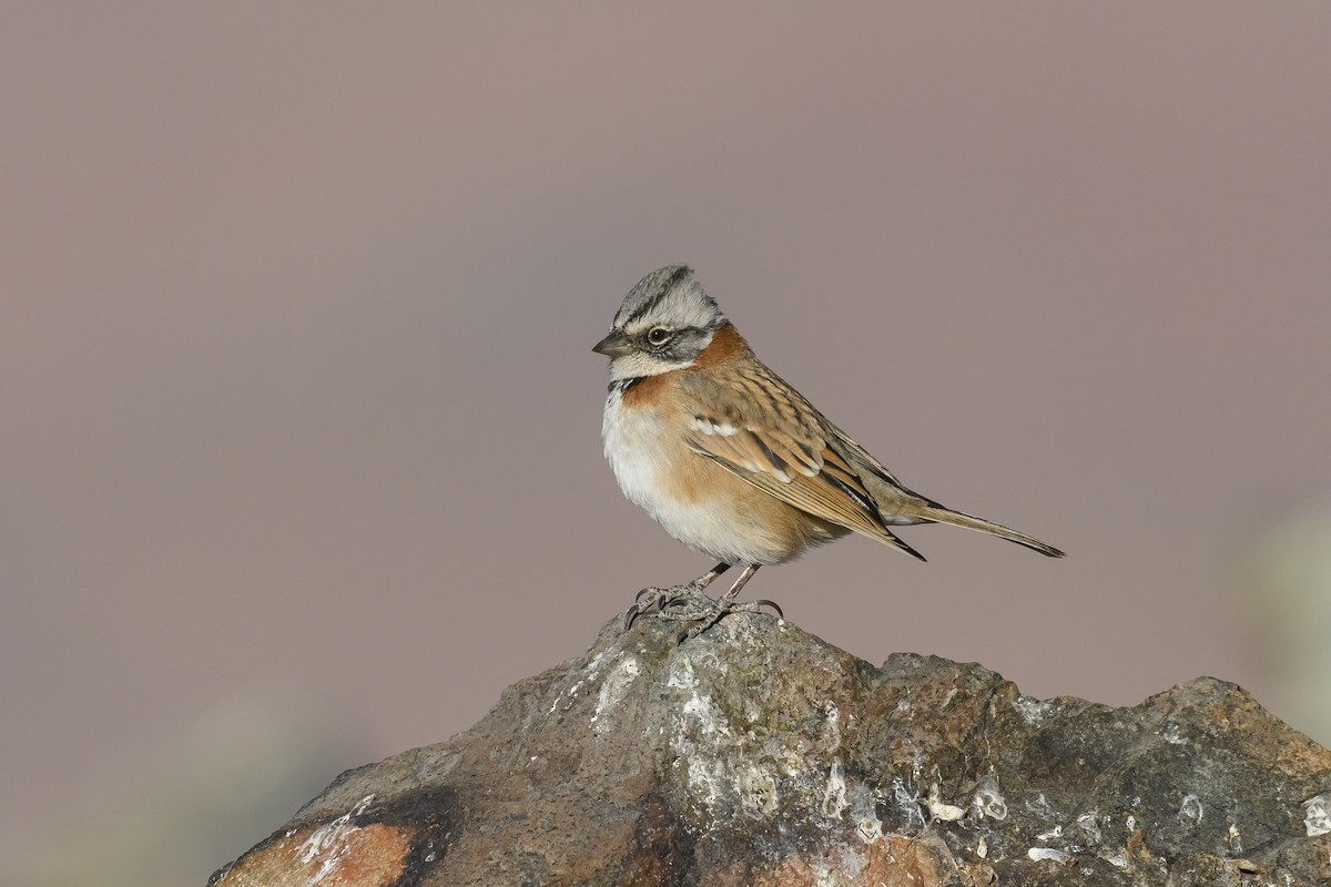 Rufous-collared Sparrow - ML436805121