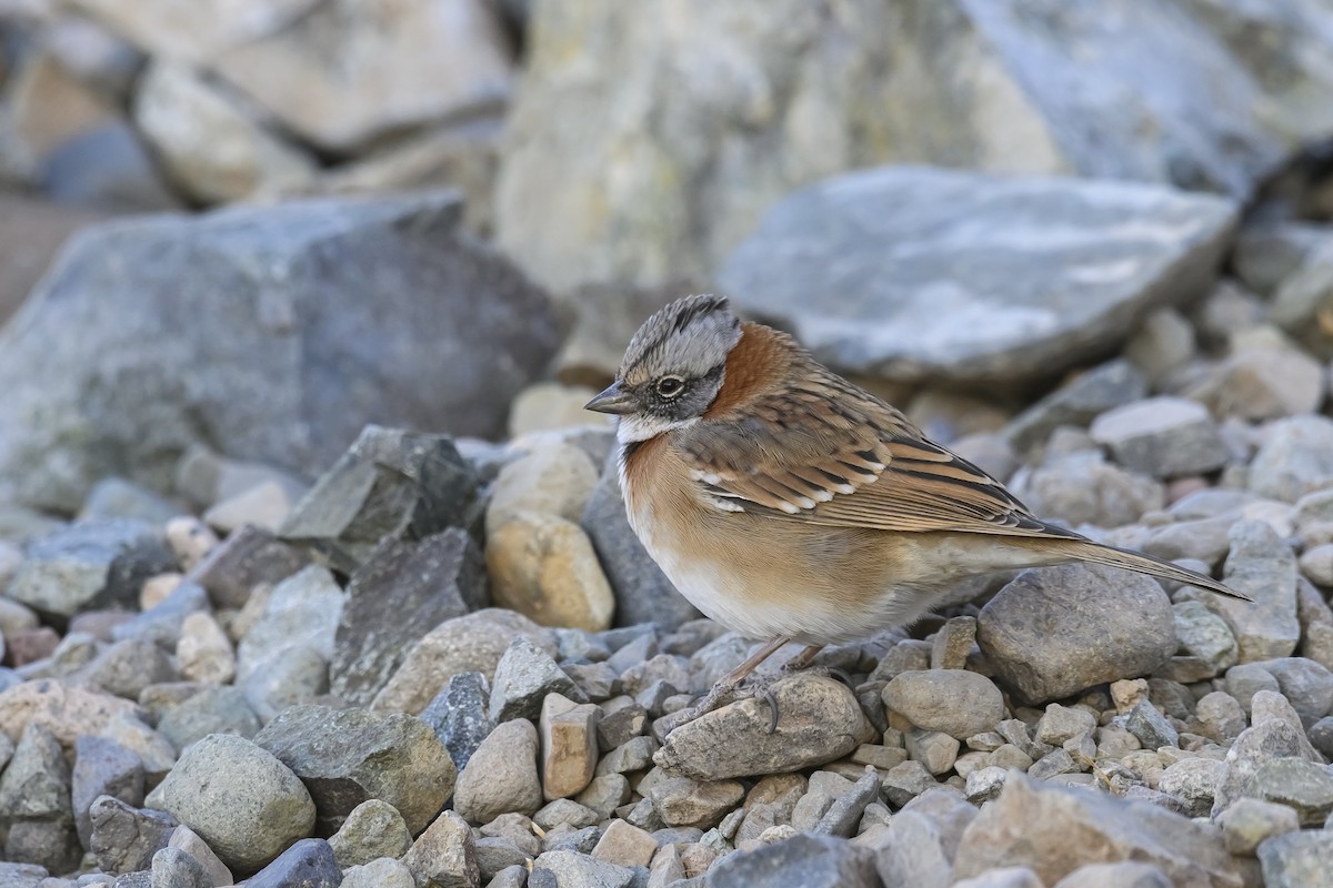 Rufous-collared Sparrow - ML436806431