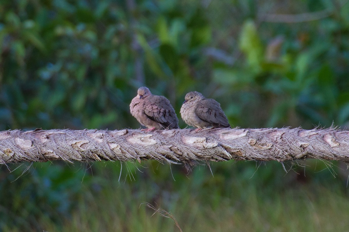 Common Ground Dove - Francis Canto Jr