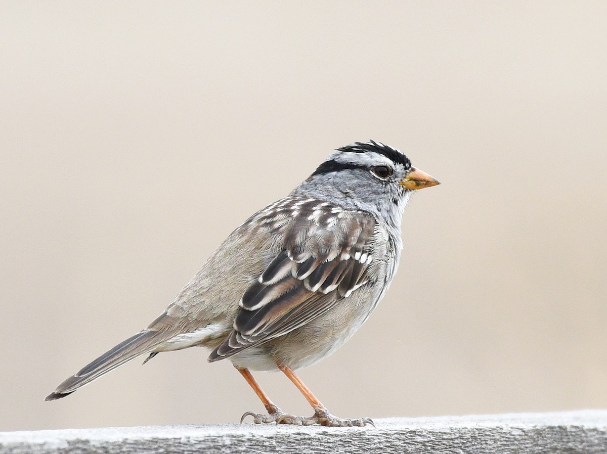 White-crowned Sparrow (Gambel's) - Steven Mlodinow