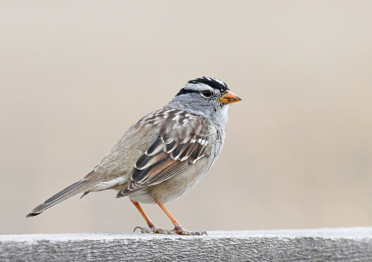 White-crowned Sparrow (Gambel's) - ML436807561