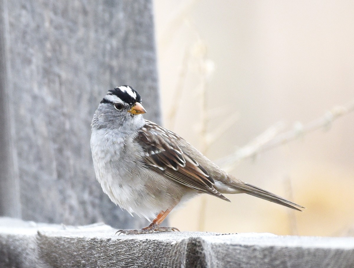 White-crowned Sparrow (Gambel's) - ML436807601