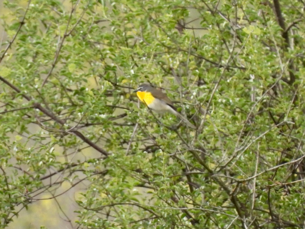 Yellow-breasted Chat - ML436809561