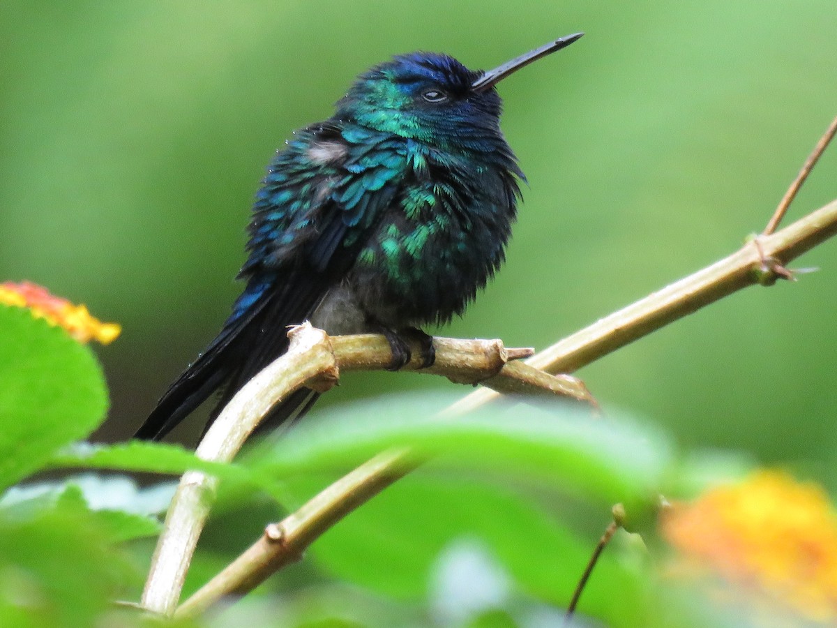 Blue-headed Hummingbird - ML43681091