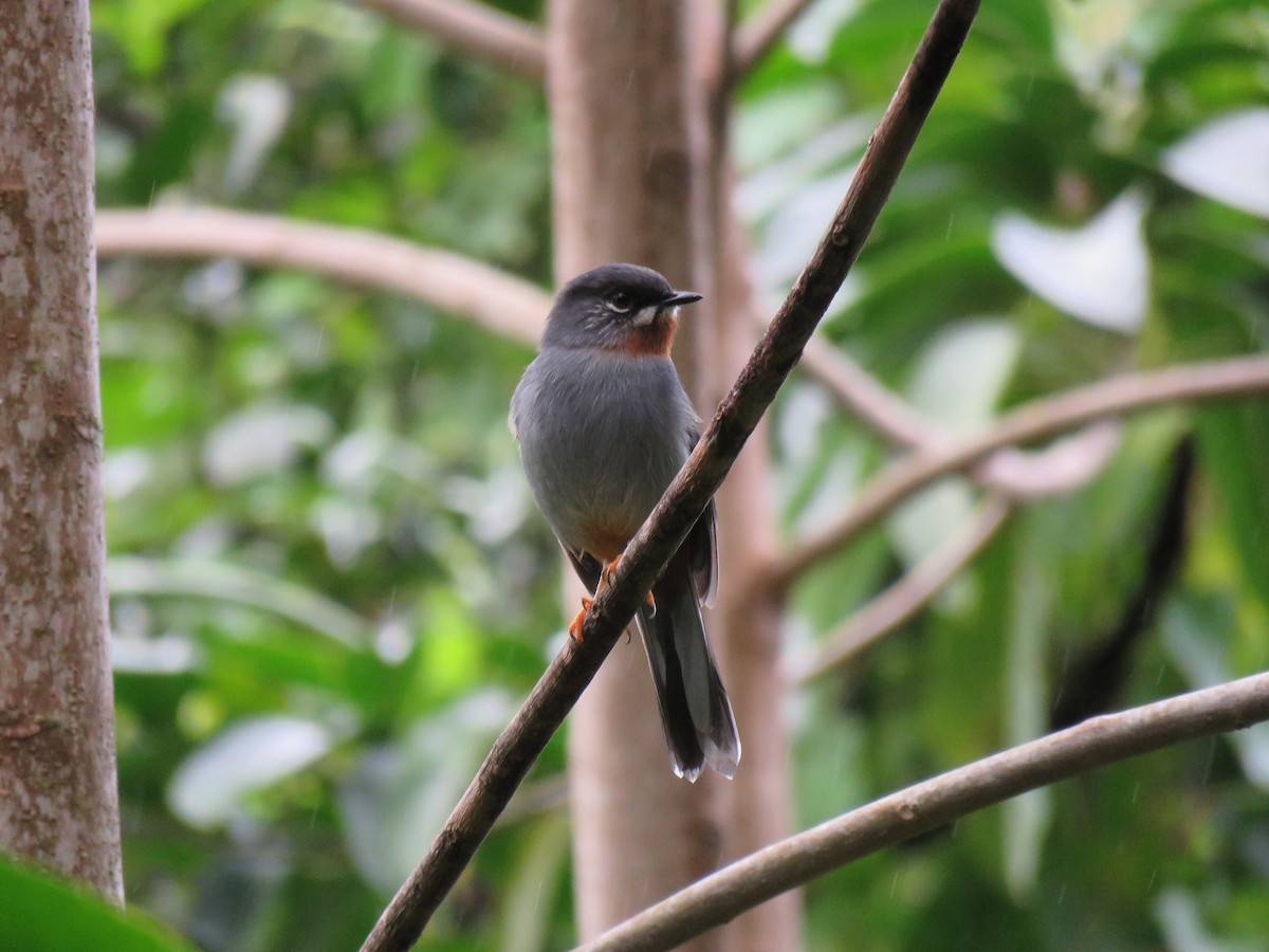 Rufous-throated Solitaire - ML43681231
