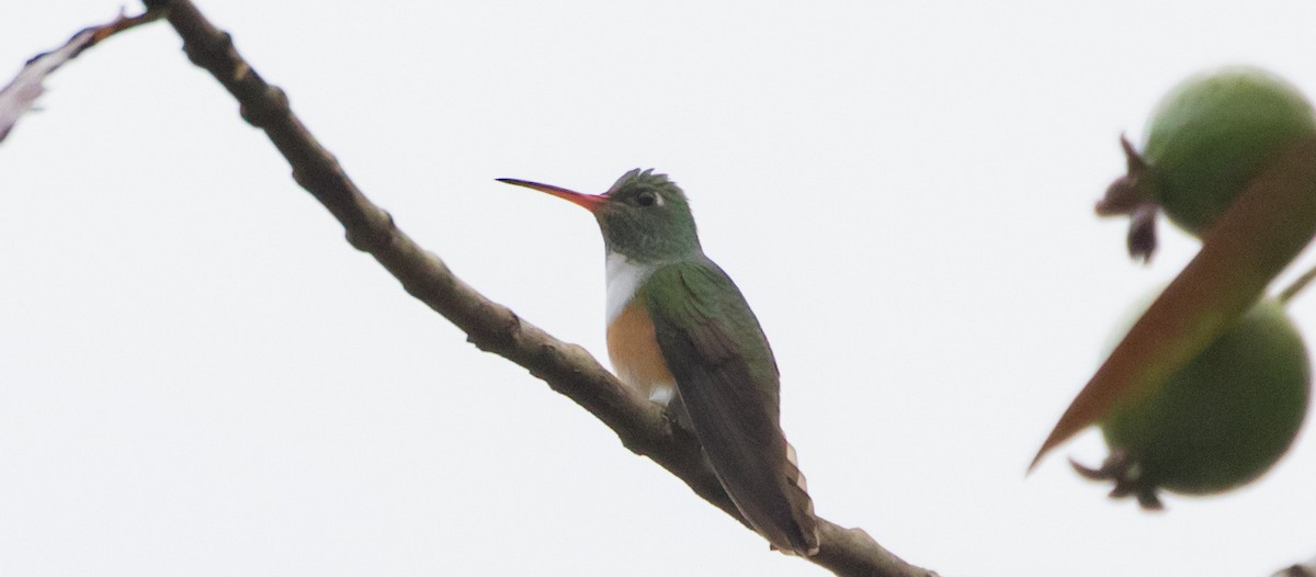 Amazilia Hummingbird - Caleb Putnam