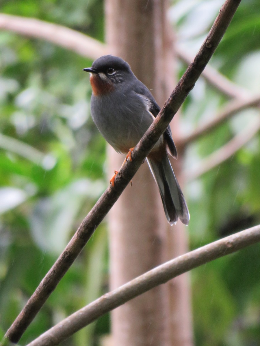 Rufous-throated Solitaire - ML43681341