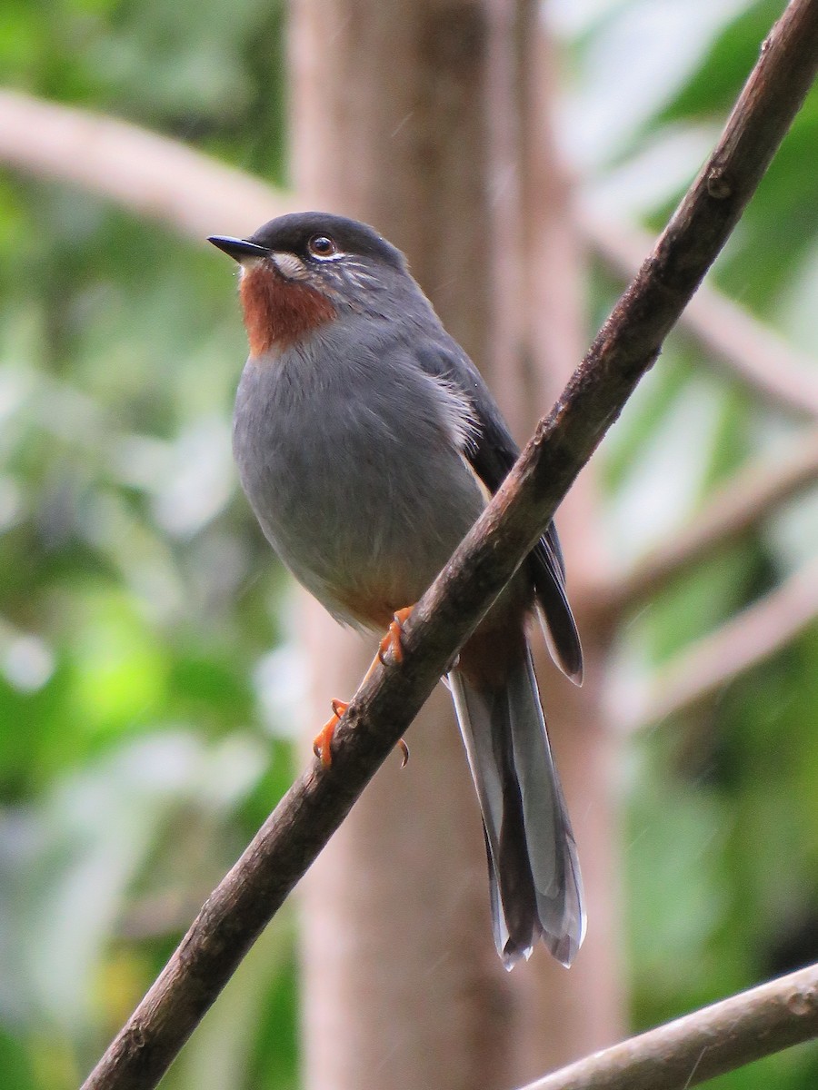 Rufous-throated Solitaire - Thomas Brooks