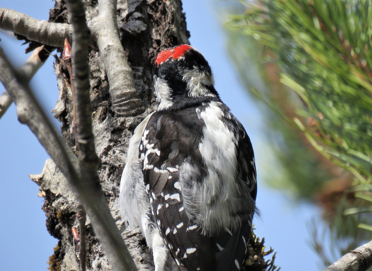 Hairy Woodpecker - ML436813531