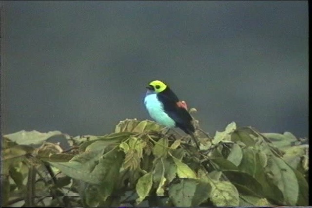 Paradise Tanager - ML436815