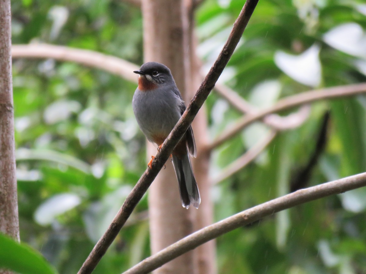Rufous-throated Solitaire - ML43681541