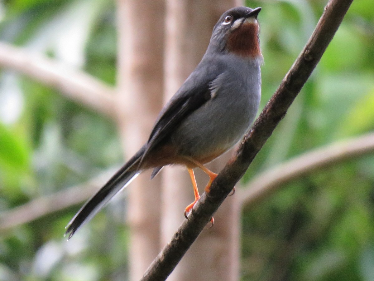 Rufous-throated Solitaire - ML43681571