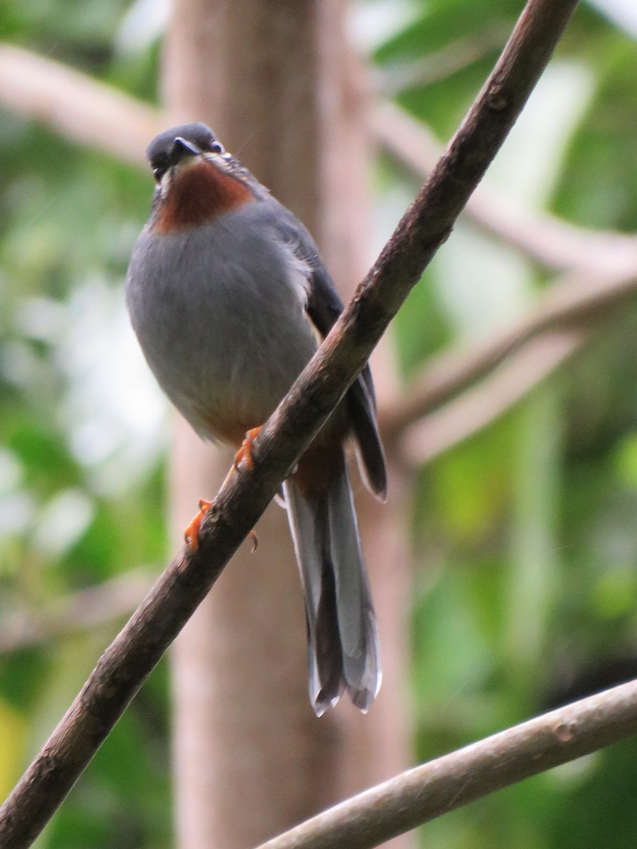 Rufous-throated Solitaire - ML43681581
