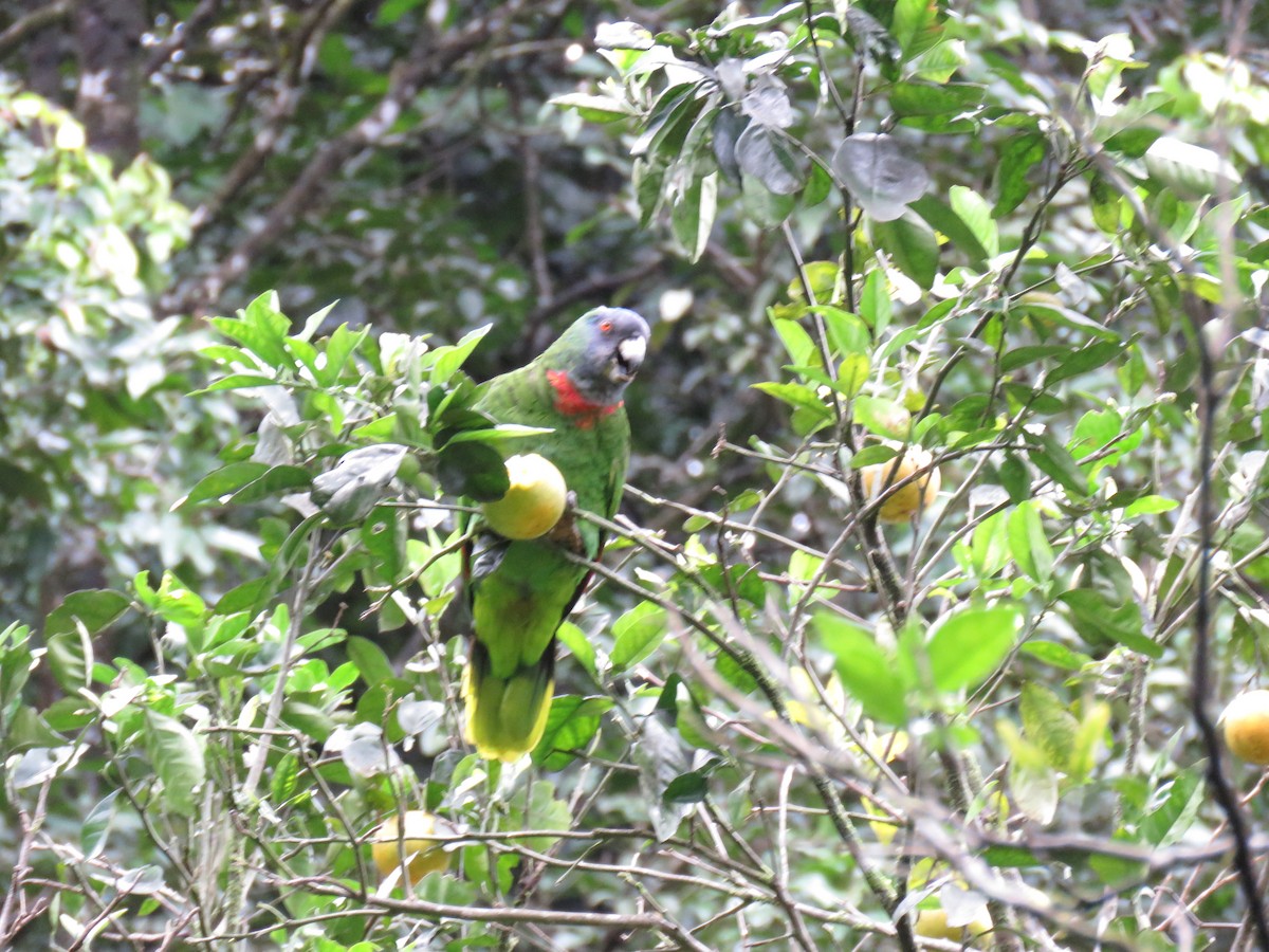 Red-necked Parrot - ML43681811