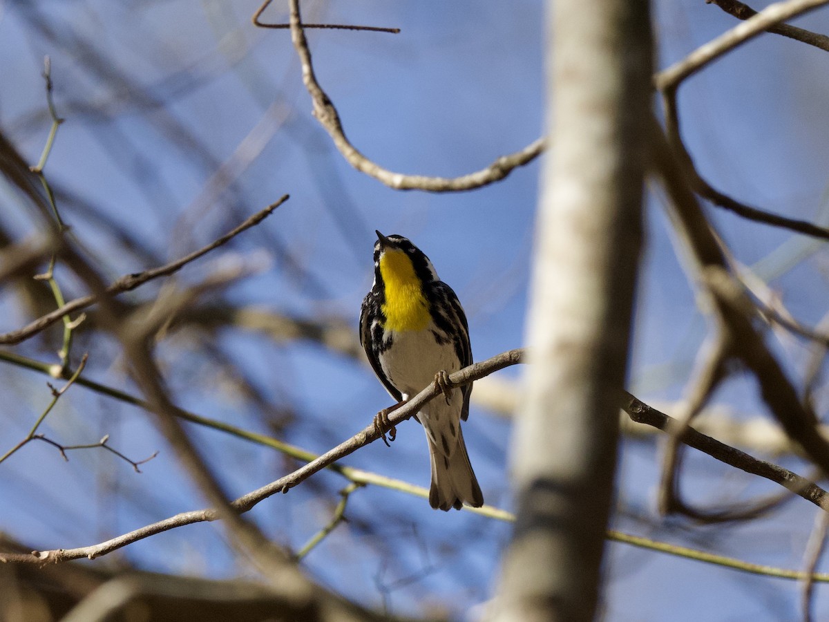 Yellow-throated Warbler - Hal Mitchell
