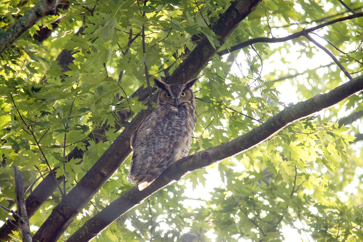 Great Horned Owl - ML436820681