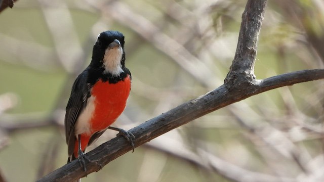 Red-breasted Chat - ML436822451