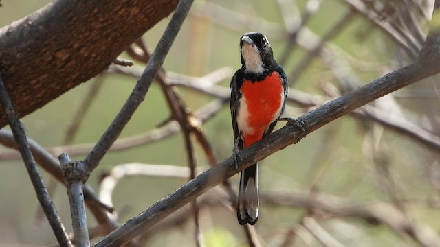 Red-breasted Chat - ML436823081