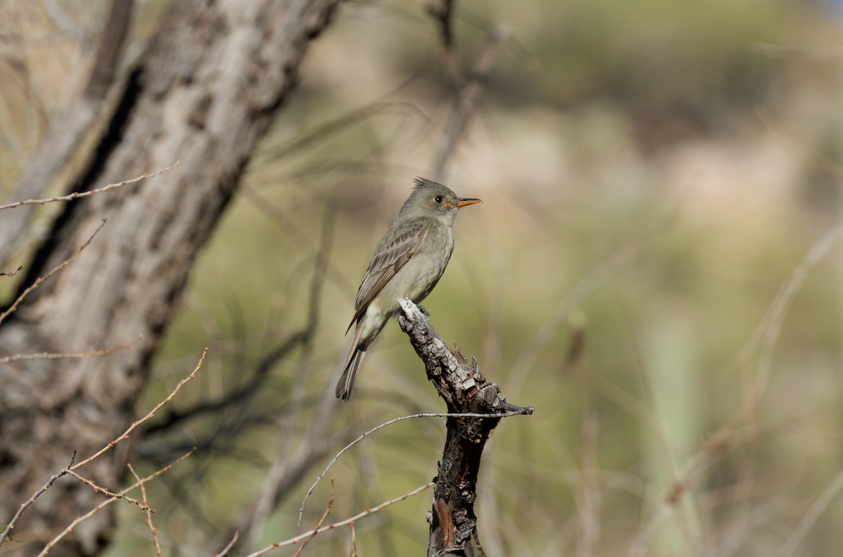 Greater Pewee - Nick Dorian